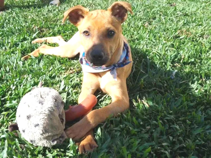 Cachorro ra a SRD-ViraLata idade 2 a 6 meses nome Jeremias 