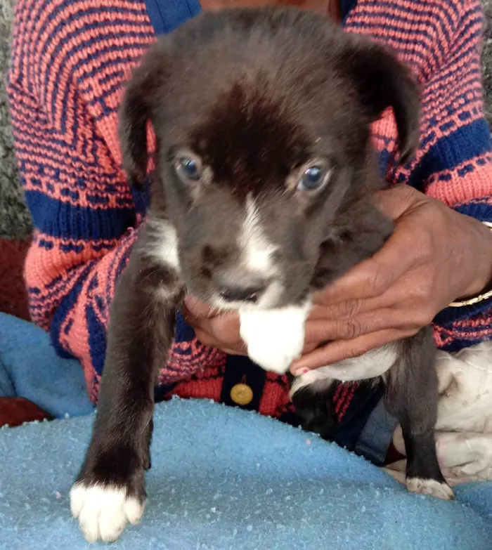 Cachorro ra a SRD-ViraLata idade 2 a 6 meses nome Pretinho