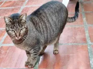 Gato raça SRD-ViraLata idade 1 ano nome Gatos Castrados