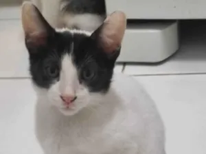 Gato raça SRD-ViraLata idade 2 a 6 meses nome Milk