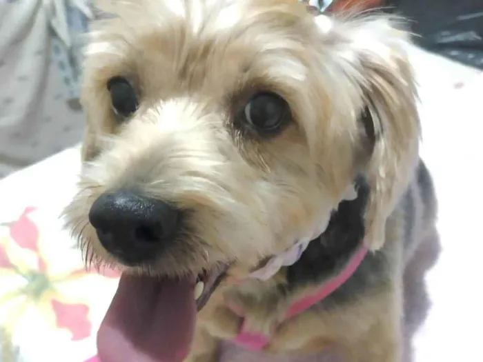 Cachorro ra a Mestica  idade 1 ano nome Julie 