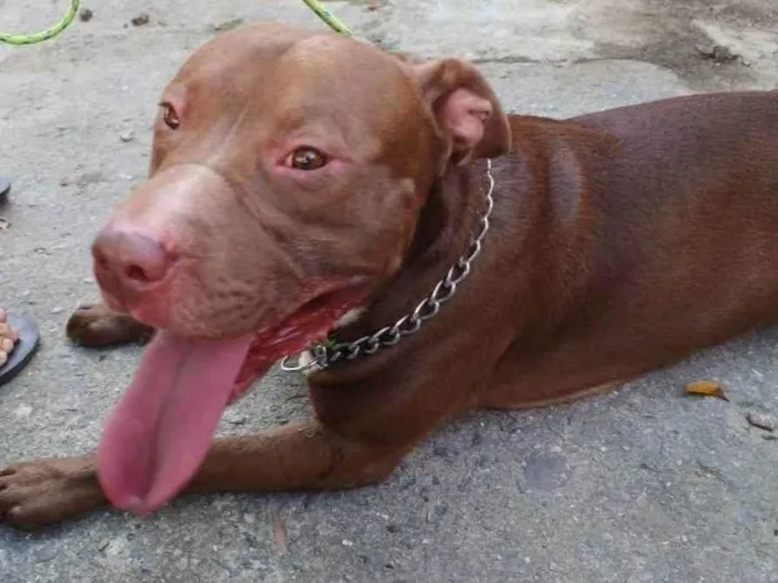 Cachorro ra a Pit-Bull idade 1 ano nome Thanos