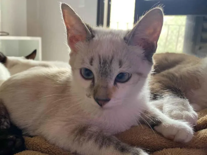 Gato raça Srd idade 2 a 6 meses nome Clarice
