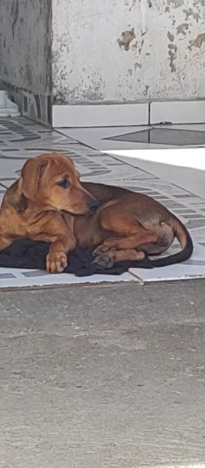 Cachorro ra a  idade 2 a 6 meses nome Duquesa 