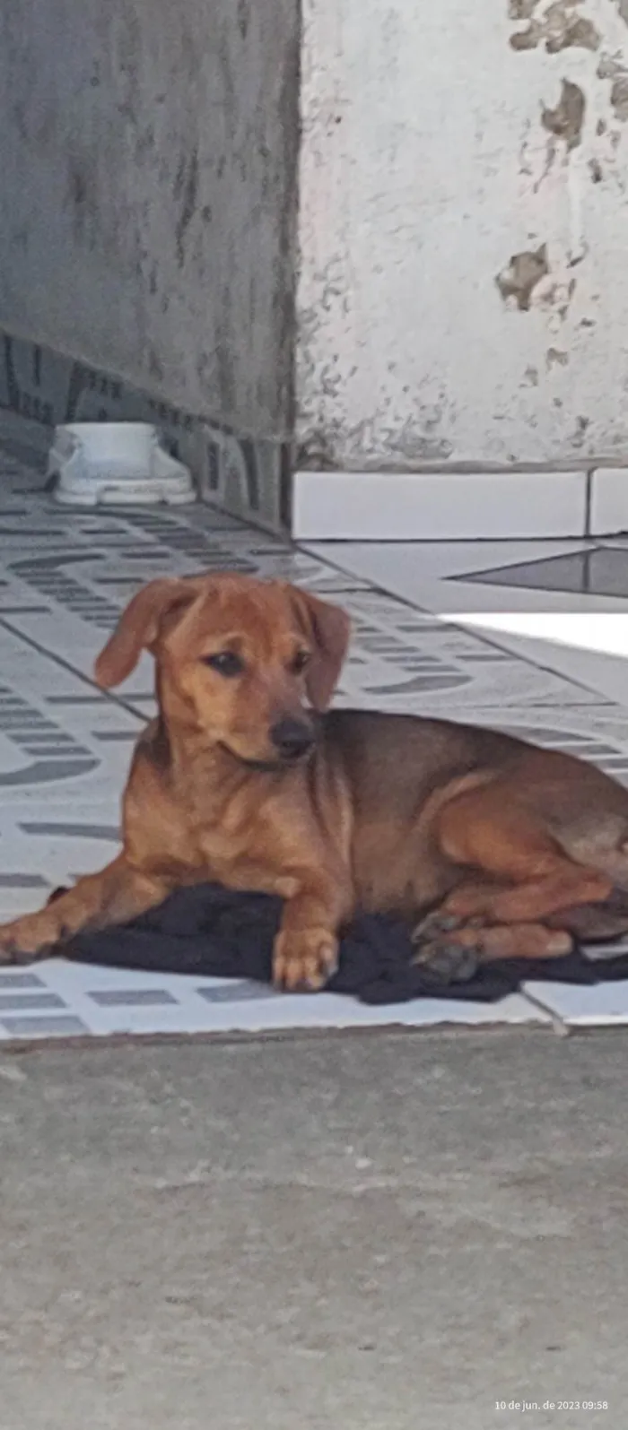 Cachorro ra a  idade 2 a 6 meses nome Duquesa 