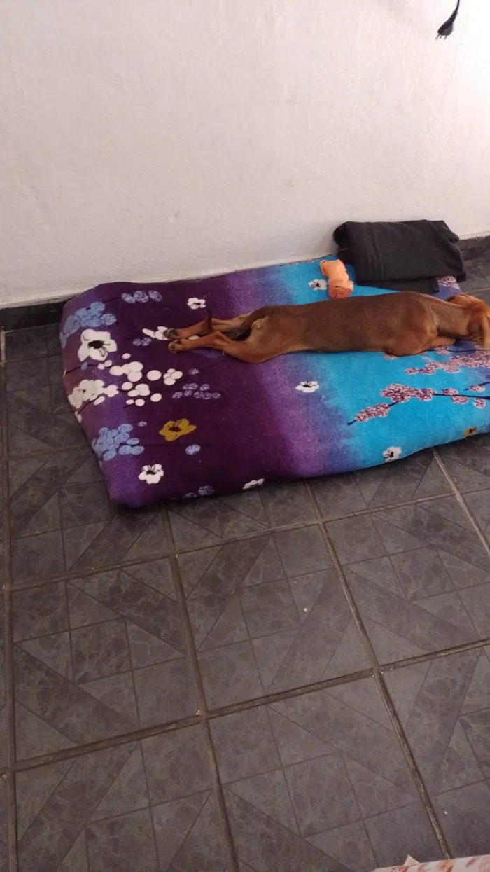 Cachorro ra a  idade 2 a 6 meses nome Duquesa 