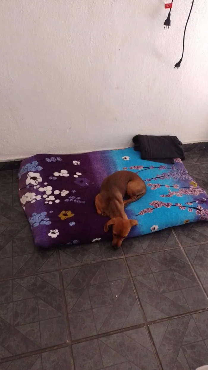 Cachorro ra a  idade 2 a 6 meses nome Duquesa 