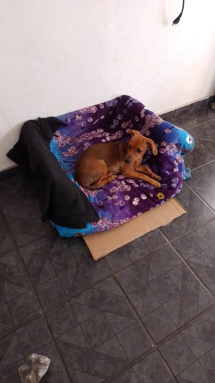 Cachorro ra a  idade 2 a 6 meses nome Duquesa 