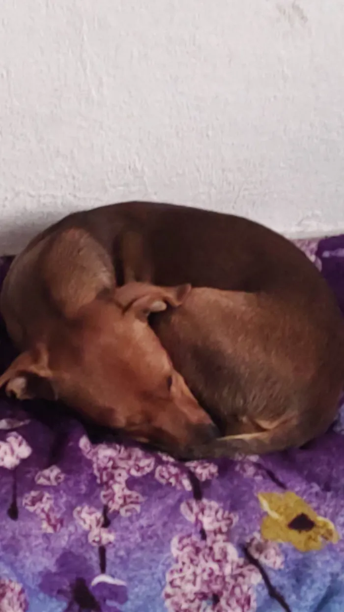 Cachorro ra a  idade 2 a 6 meses nome Duquesa 