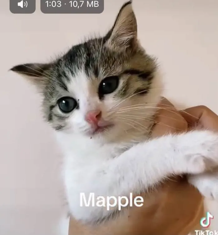 Gato raça SRD-ViraLata idade Abaixo de 2 meses nome Filhotes 