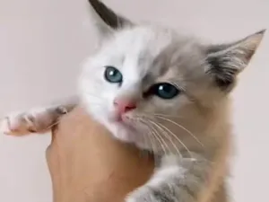 Gato raça SRD-ViraLata idade Abaixo de 2 meses nome Filhotes 