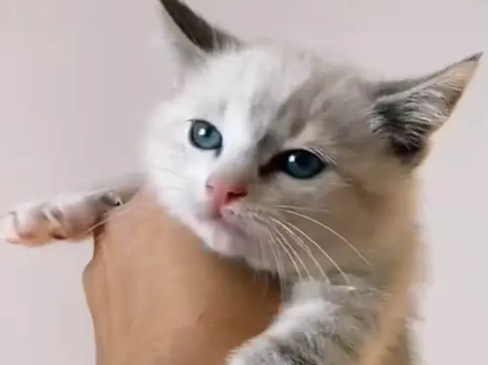 Gato raça SRD-ViraLata idade Abaixo de 2 meses nome Filhotes 