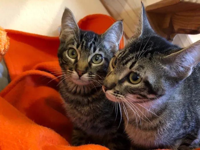 Gato raça SRD-ViraLata idade 2 a 6 meses nome Filhotes 