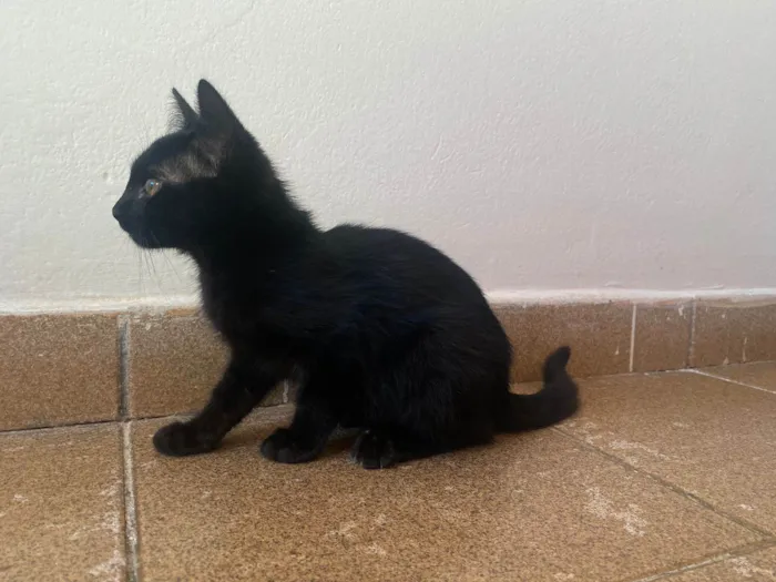 Gato ra a SRD-ViraLata idade 2 a 6 meses nome Cafézin (apelido)