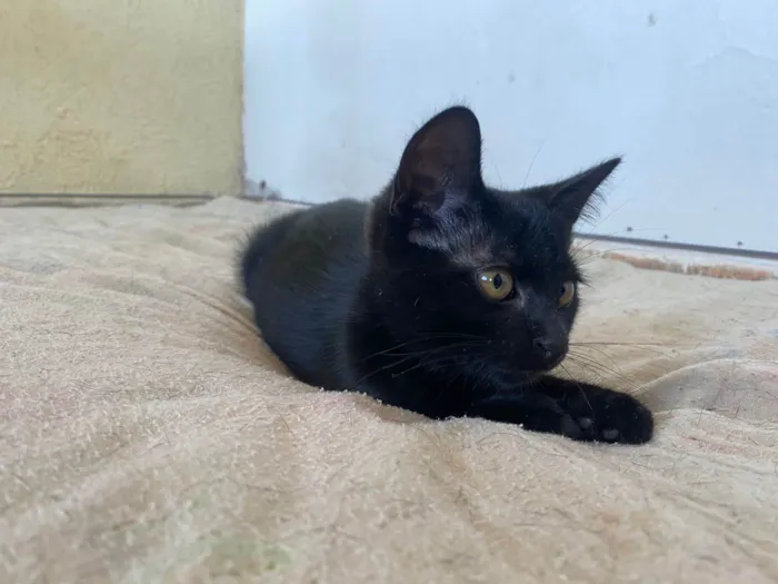 Gato ra a SRD-ViraLata idade 2 a 6 meses nome Cafézin (apelido)