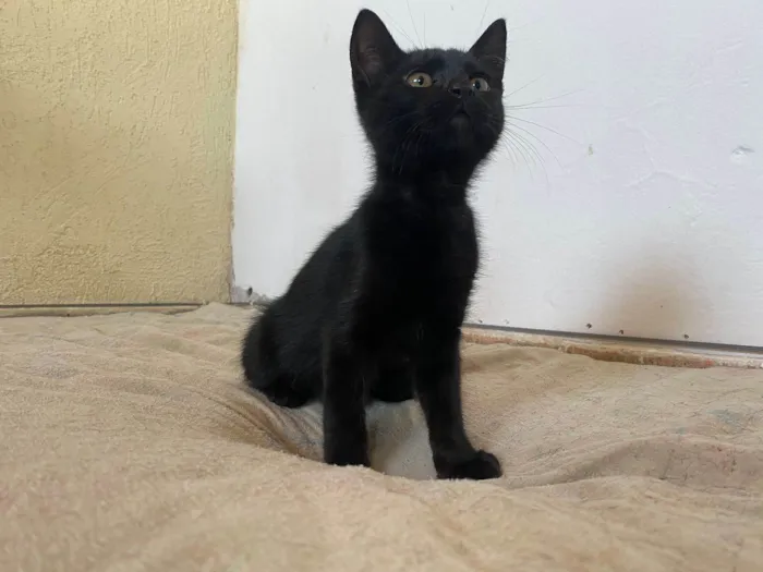 Gato ra a SRD-ViraLata idade 2 a 6 meses nome Cafézin (apelido)