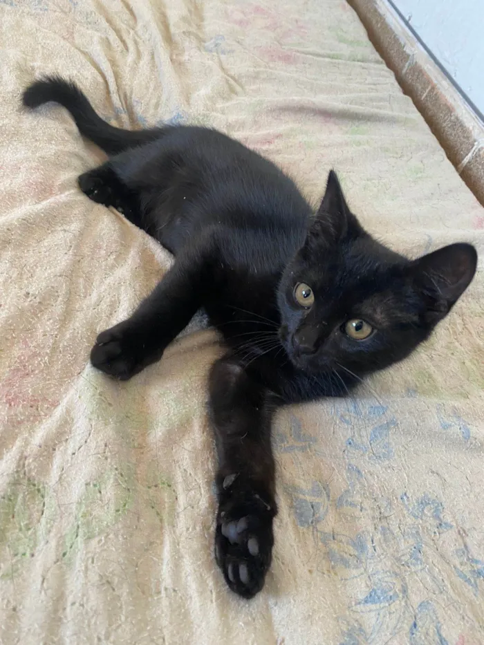 Gato ra a SRD-ViraLata idade 2 a 6 meses nome Cafézin (apelido)