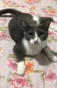 Amora