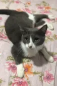 Amora