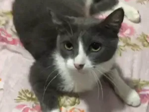 Gato raça Srd idade 7 a 11 meses nome Amora