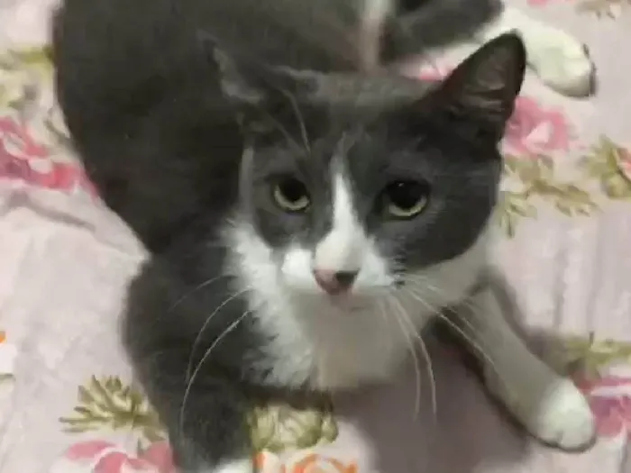 Gato ra a Srd idade 7 a 11 meses nome Amora
