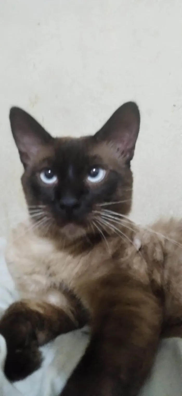 Gato ra a SRD-ViraLata idade 2 anos nome Tilo