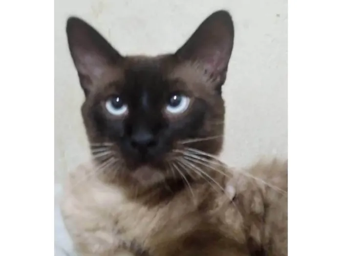 Gato ra a SRD-ViraLata idade 2 anos nome Tilo