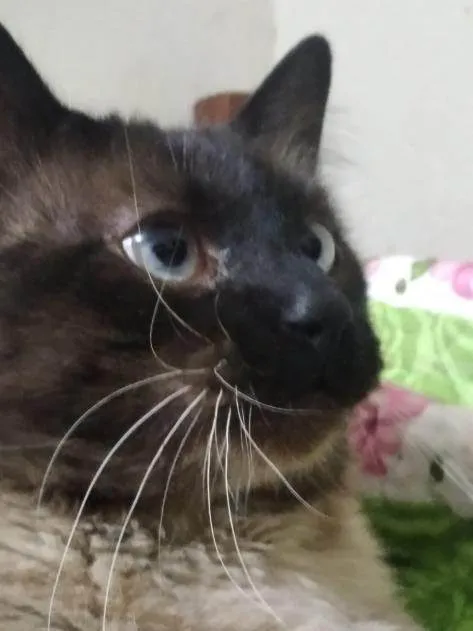 Gato ra a SRD-ViraLata idade 2 anos nome Tilo