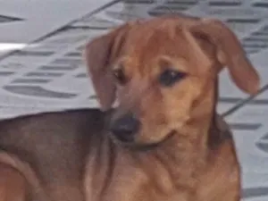 Cachorro raça  idade 2 a 6 meses nome Duquesa 