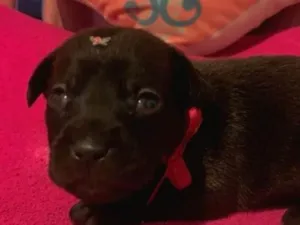 Cachorro raça SRD-ViraLata idade Abaixo de 2 meses nome Pandora