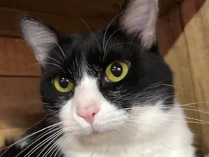 Gato raça SRD-ViraLata idade  nome Frajola