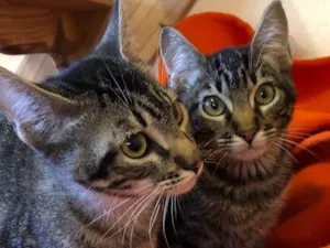 Gato raça SRD-ViraLata idade 2 a 6 meses nome Filhotes 