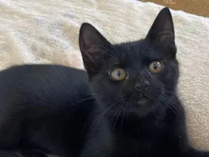 Gato raça SRD-ViraLata idade 2 a 6 meses nome Cafézin (apelido)