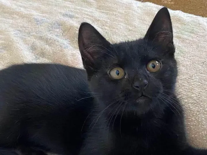 Gato ra a SRD-ViraLata idade 2 a 6 meses nome Cafézin (apelido)