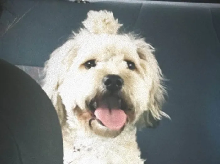 Cachorro raça Mix Lhasa idade 2 anos nome Bela