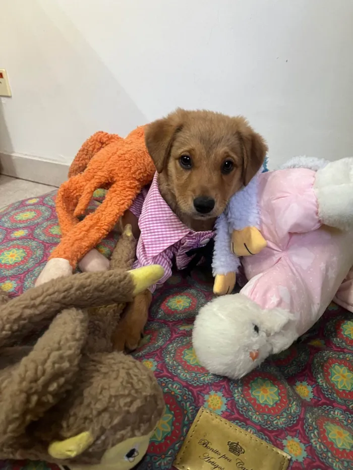 Cachorro raça SRD-ViraLata idade 2 a 6 meses nome Lizzie