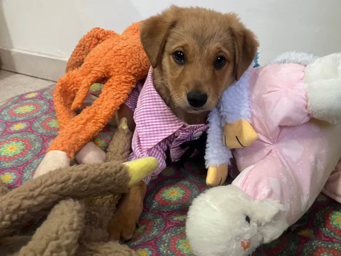 Cachorro raça SRD-ViraLata idade 2 a 6 meses nome Lizzie