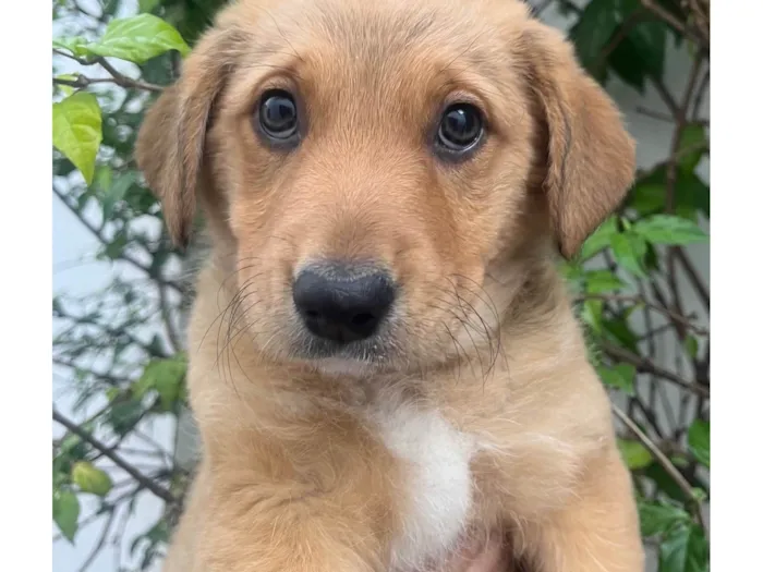 Cachorro raça SRD-ViraLata idade 2 a 6 meses nome Lizzie
