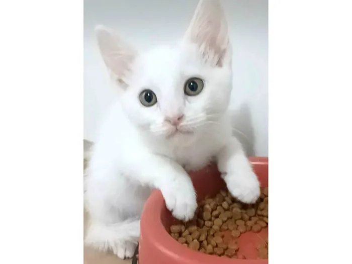 Gato ra a SRD-ViraLata idade 2 a 6 meses nome Ravena
