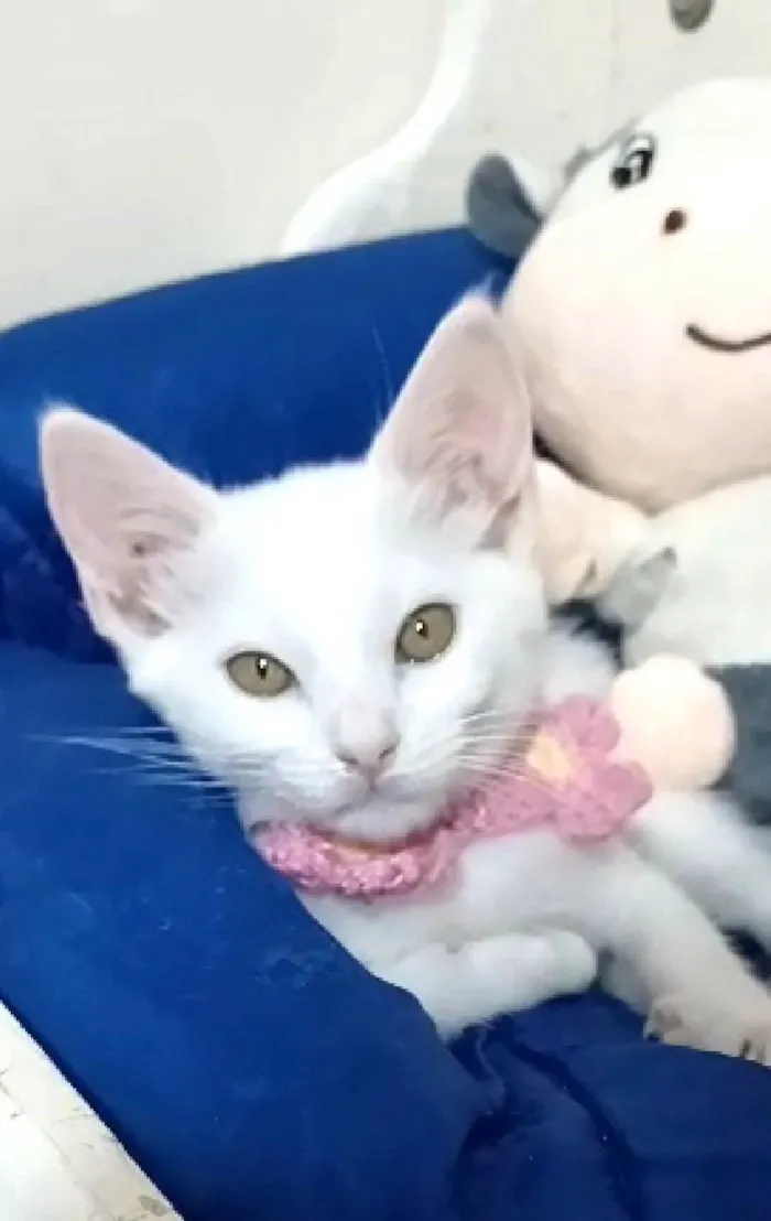 Gato ra a srd idade 2 a 6 meses nome RAVENA