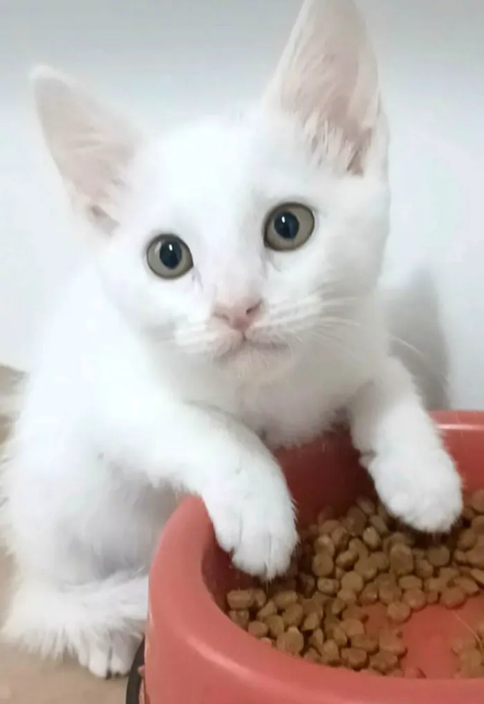 Gato ra a srd idade 2 a 6 meses nome RAVENA
