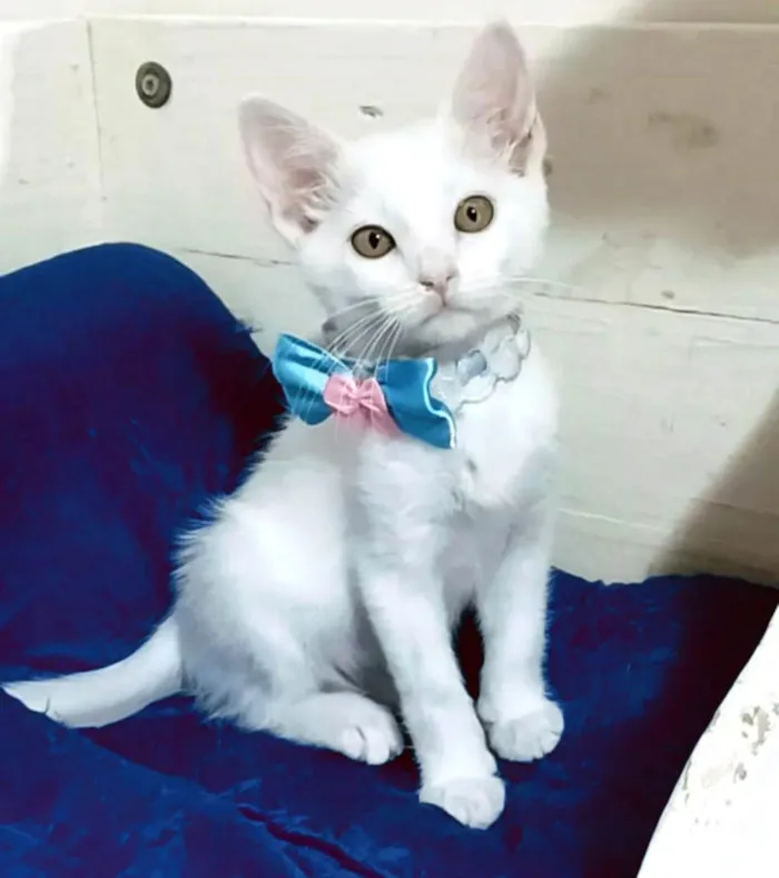 Gato ra a srd idade 2 a 6 meses nome RAVENA