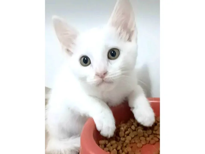 Gato ra a srd idade 2 a 6 meses nome RAVENA