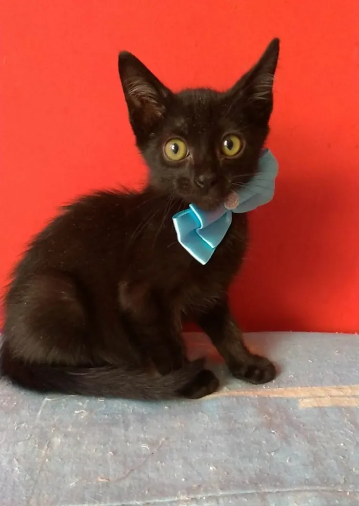 Gato ra a srd idade 2 a 6 meses nome OMAR