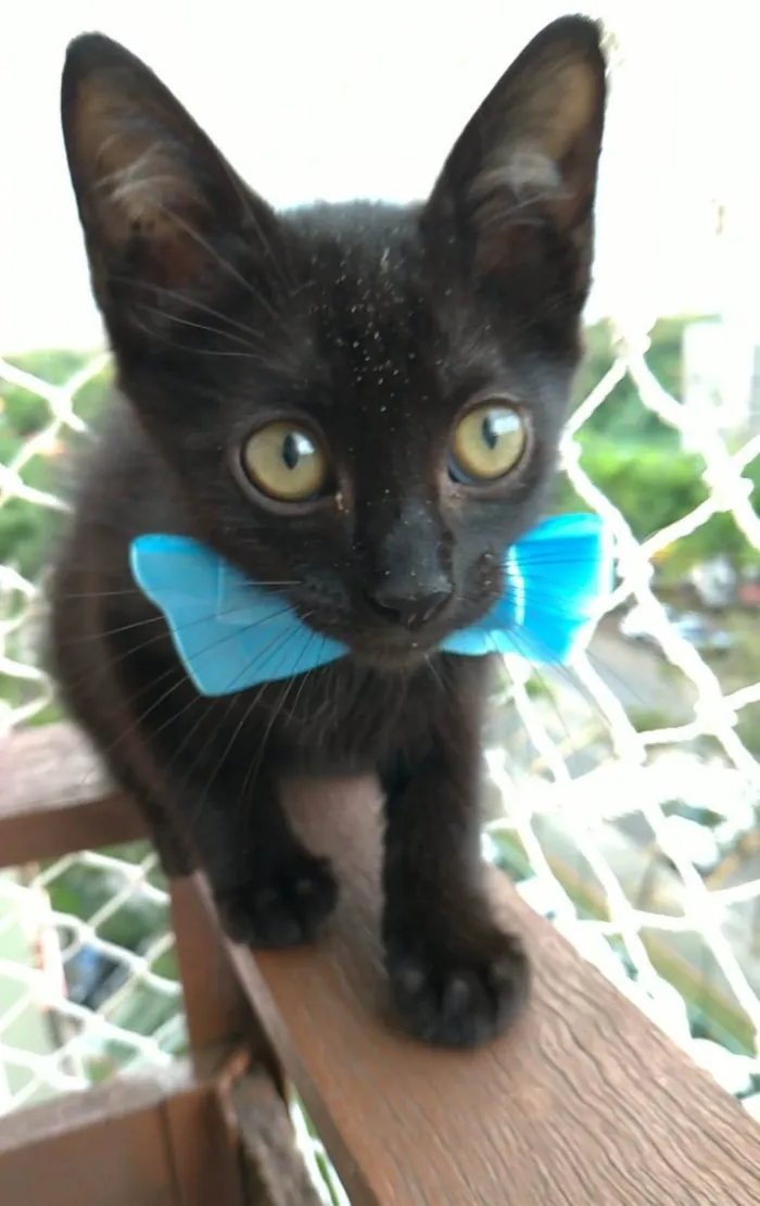 Gato ra a srd idade 2 a 6 meses nome OMAR
