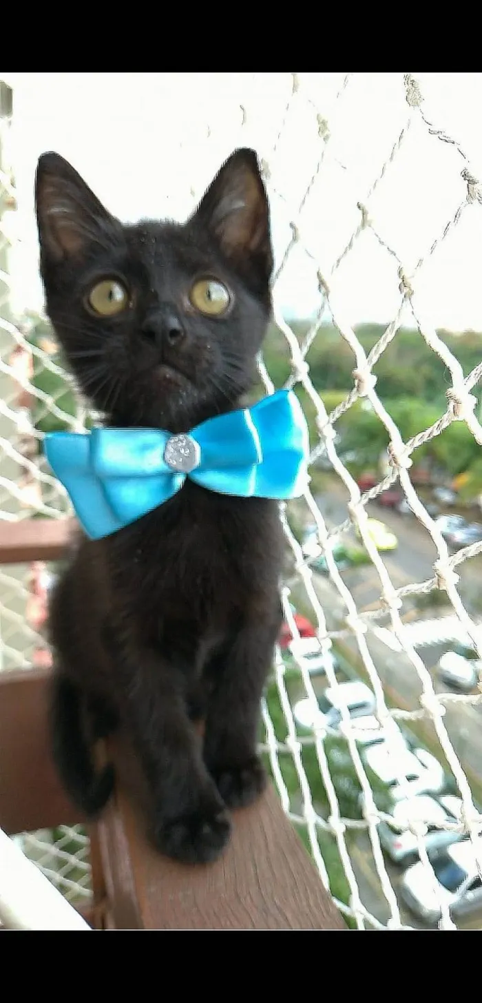 Gato ra a srd idade 2 a 6 meses nome OMAR