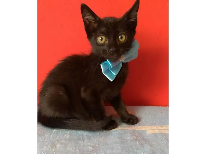 Gato ra a srd idade 2 a 6 meses nome OMAR