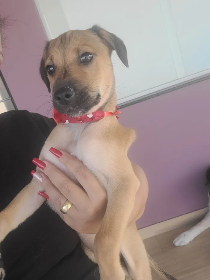 Cachorro raça SRD-ViraLata idade 2 a 6 meses nome Lola