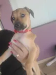 Lola
