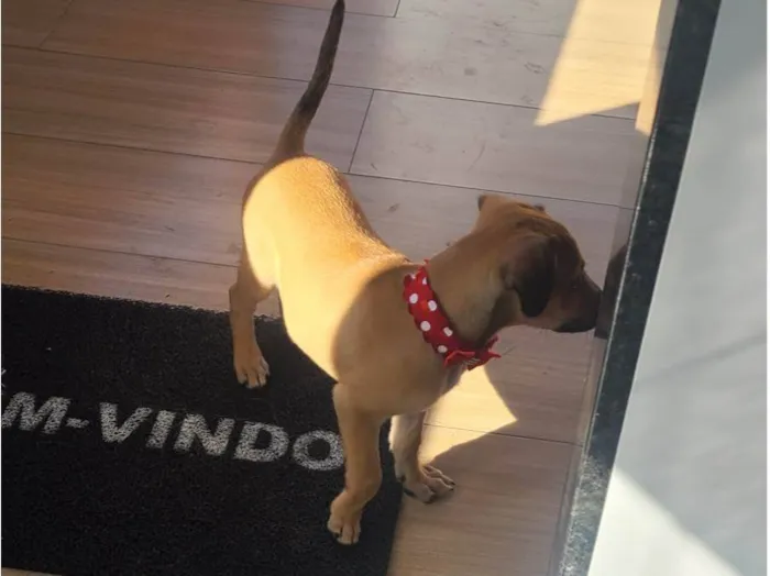 Cachorro raça SRD-ViraLata idade 2 a 6 meses nome Lola